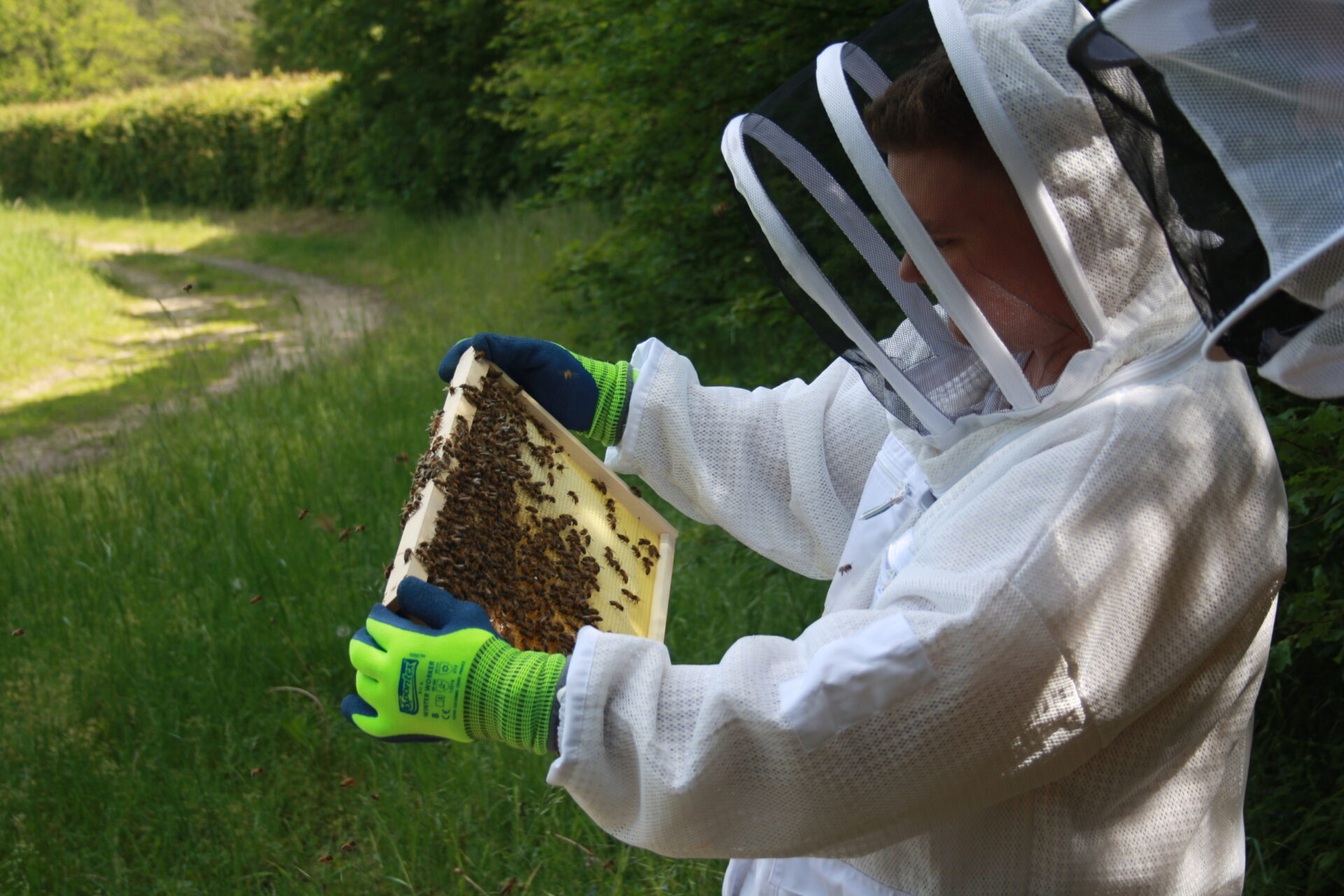 Begutachten einer Bienenwabe Begutachten einer Bienenwabe
